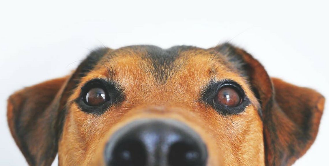 Dog Hotel - Ξενοδοχείο σκύλων - Χίος