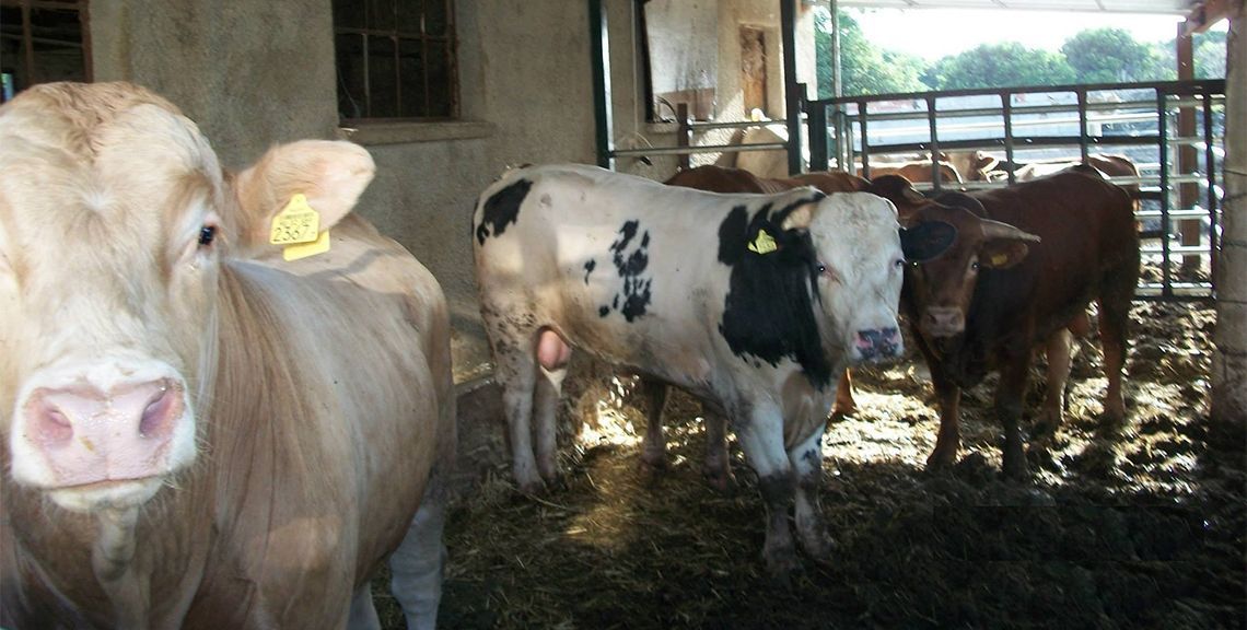 Αχιλλέας Γέμελος - Κρεοπωλείο - Χίος