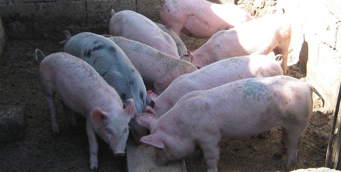 Αχιλλέας Γέμελος - Κρεοπωλείο - Χίος