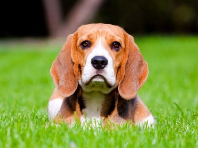 Καρατζάνος Παναγιώτης - Κτηνίατρος - Χίος